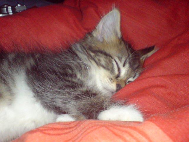 SŁODKIE LENISTWO...